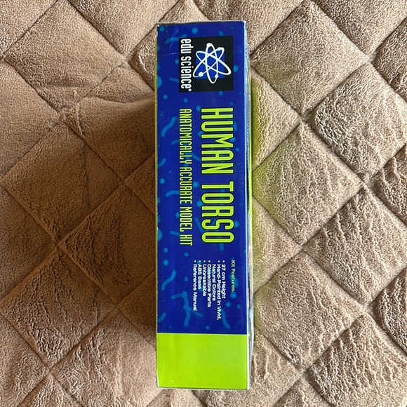 Human Torso model kit - Picture 6 of 6